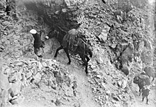 Chasseurs alpins et leurs mulets en 1912.