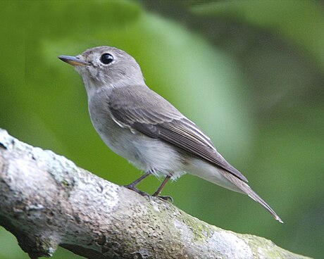 Muscicapa dauurica