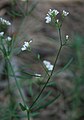 Färber-Meier (Asperula tinctoria)