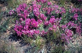 A kép leírása Astragalus crassicarpus.jpg.