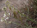 Astragalus lonchocarpus pods1.jpg