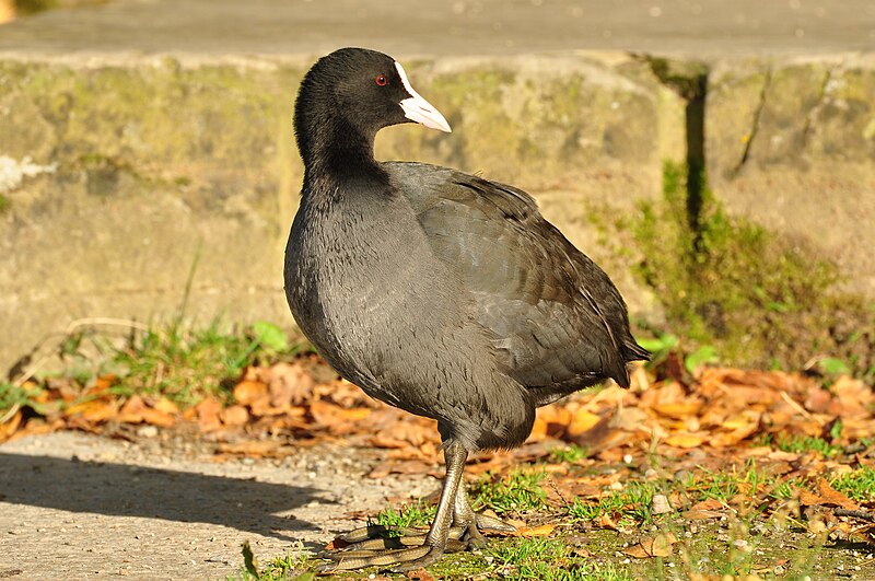 File:Auslikon - Strandbad - Fulica atra 2010-10-20 16-33-42.JPG