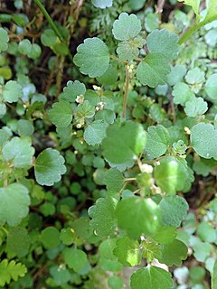 <i>Australina pusilla</i> Species of plant in the family Urticaceae