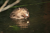 Beaver kits nibbling some food