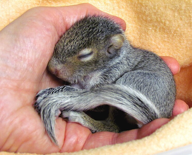 File:Baby squirrel (orphaned male) sleeping in human hand.jpg