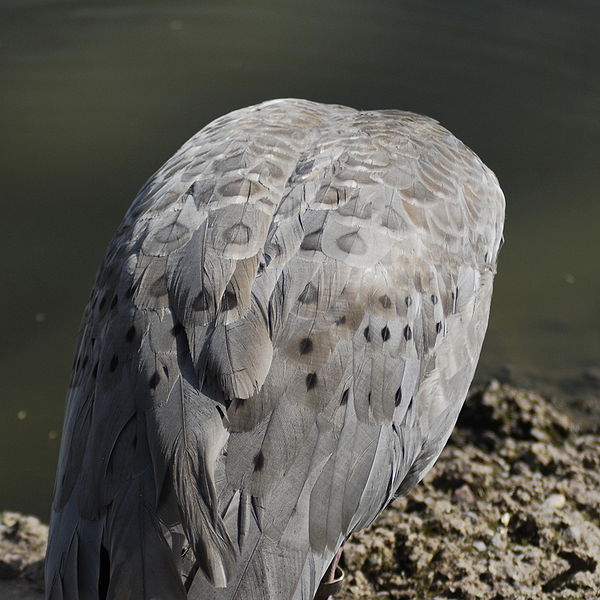 File:Back of cape barren goose.jpg