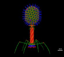 Bacteriophage T4 structure as per construction from individual PDBs and cryoEMs Bacteriophage T4 Structural Model at Atomic Resolution.tif