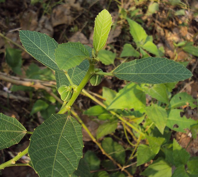 File:Baliospermum solanifolium 05.JPG