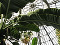 Bananas in Palm House