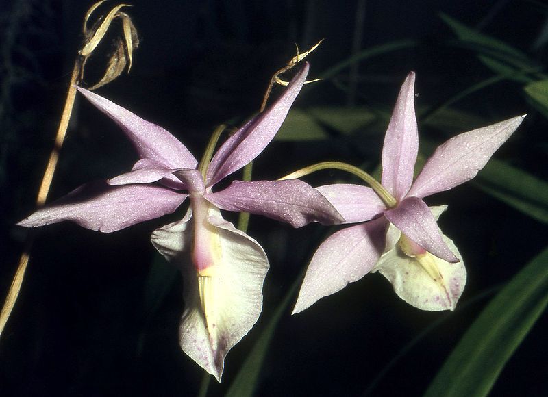 File:Barkeria spectabilis Orchi 004.jpg