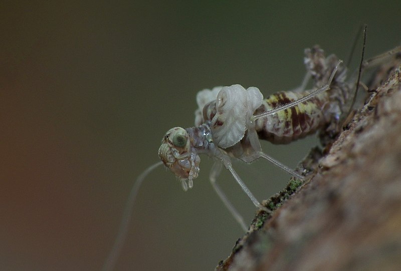 File:Barklouse emerging.jpg