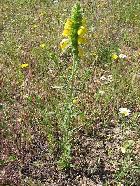 Tập_tin:Bartsia_trixago.jpg