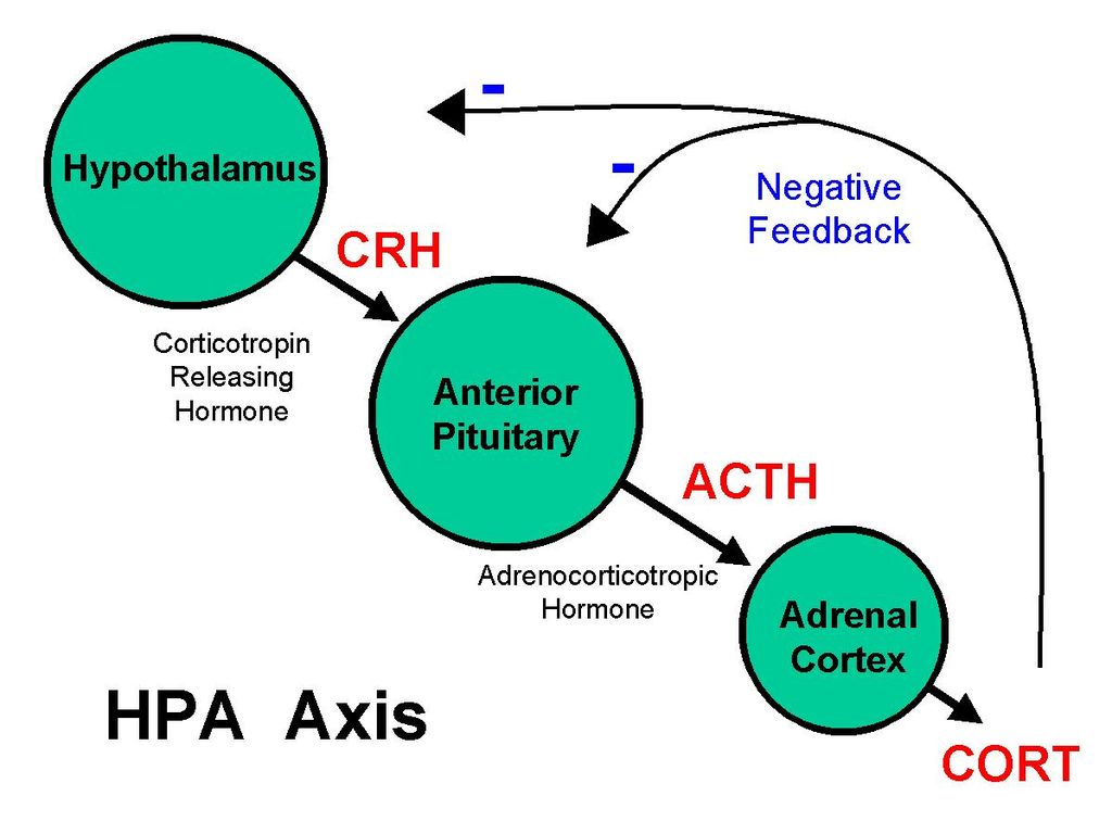 HPA