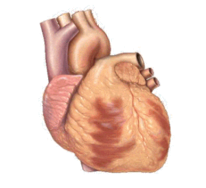 Basic representation of cardiac conduction.gif