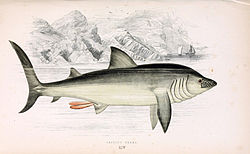 Basking shark Jonathan Couch.jpg