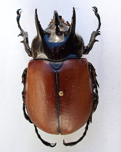 File:Beckius beccarii m2.jpg