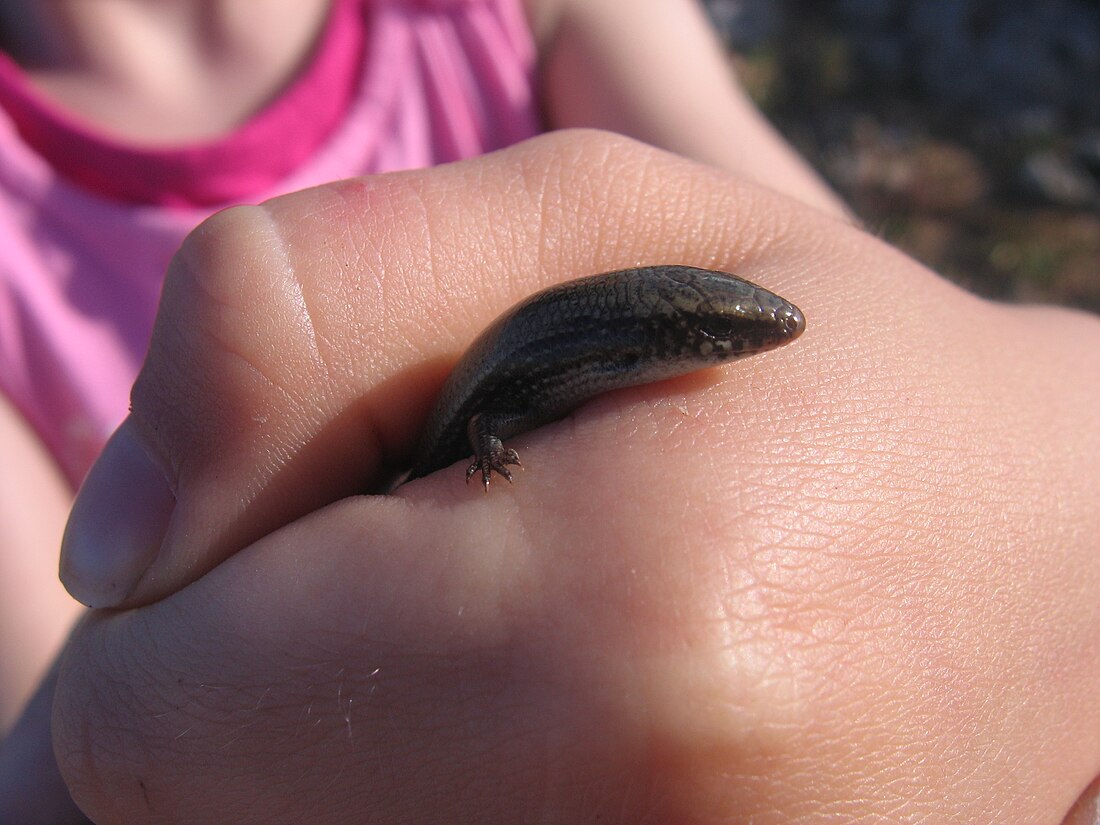 Chalcides bedriagai