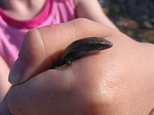 Bedriagas Skink.jpg