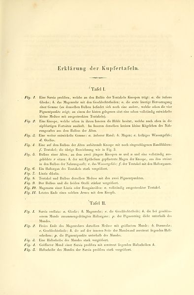 File:Beobachtungen über Anatomie und Entwickelung einiger wirbellosen Seethiere (Page (135), Description of plates, p. 135-143) BHL9996228.jpg