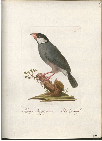 File:Beytrag zur Naturgeschichte der Vögel 1 Tafel 30.jpg