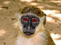 Bijilo-Portrait-of-a-Callithrix-Monkey.jpg
