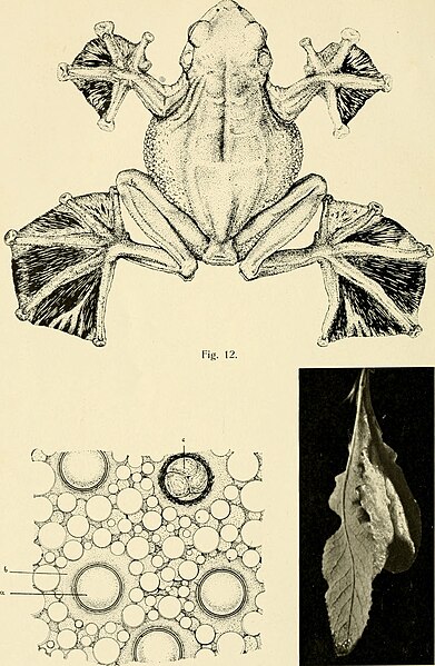 File:Biologisches Zentralblatt (1909) (20194920209).jpg