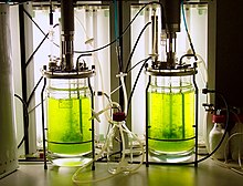 A moss bioreactor with Physcomitrella patens Bioreaktor quer2.jpg