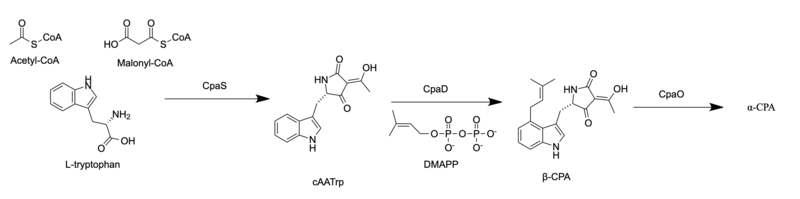 File:Biosynthesis of alpha-CPA.png