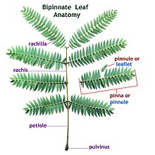 Bipinnate leaf anatomy showing a pinna (or pinnule) Bipinnate leaf anatomy with alternate labels.jpg
