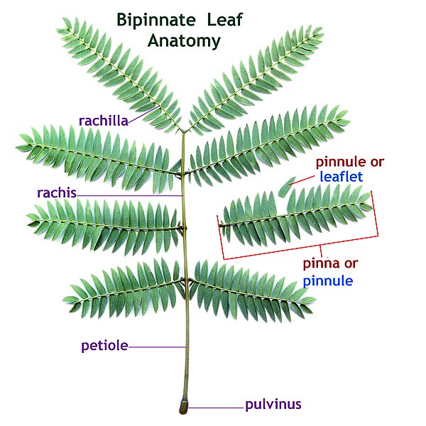 File:Bipinnate leaf anatomy with alternate labels.jpg