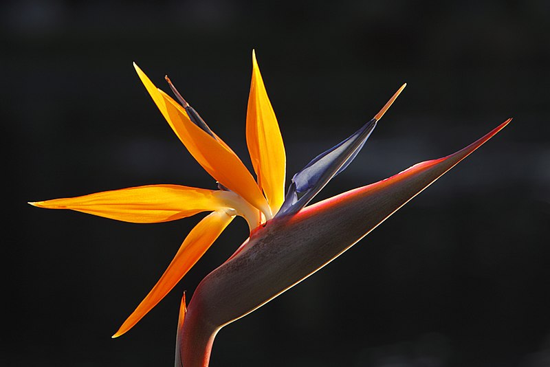 File:Bird of Paradise flower.jpg