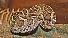 Bitis arietans autorstwa Danny S. 1.JPG