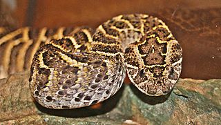 <span class="mw-page-title-main">Puff adder</span> Species of snake