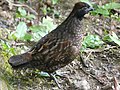 Wood Quail