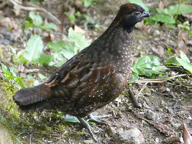 File:Black-fronted wood quail.jpg