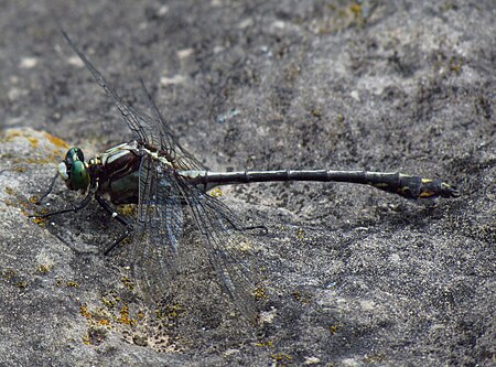 Dromogomphus spinosus