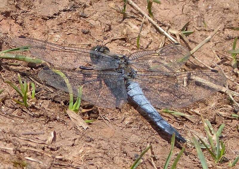 File:Black-tailed Skimmer. Orthetrum cancellatum - Flickr - gailhampshire.jpg