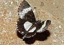 Lophonotidia nocturna Black Panther Moth (Lophonotidia nocturna) (11648388774).jpg