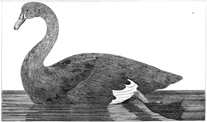 Engraving of a black swan swimming