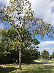 A young black walnut tree full of fruit in Eastern Oklahoma Black walnut tree.jpg