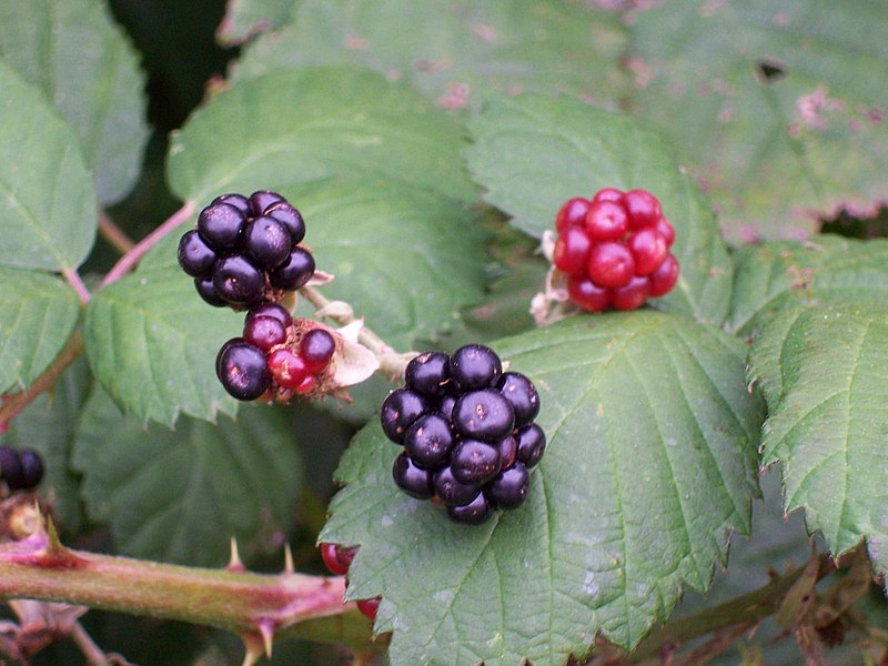File:Blackberries gone wild - panoramio.jpg