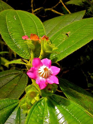 <i>Blakea glandulosa</i> Species of flowering plant