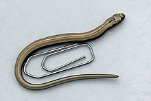 Juvenile slow worm, paperclip for size comparison Blindschleiche 04.jpg