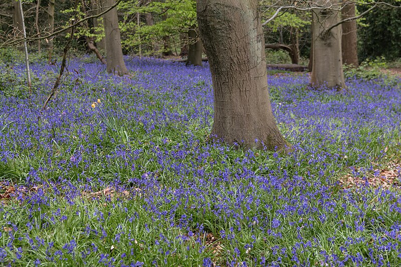 File:Bluebells Trent Park, Enfield - geograph.org.uk - 5356244.jpg