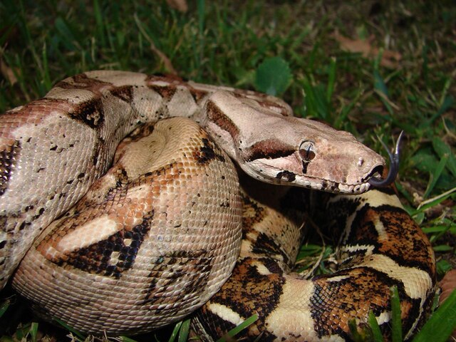 How long do red tail boas live as pets?