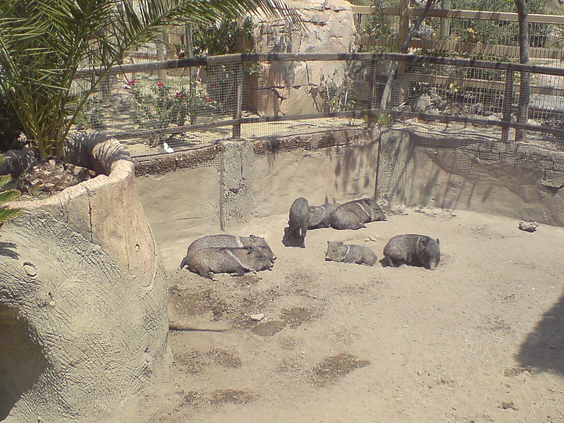 File:Boars in Mini Hollywood.jpg