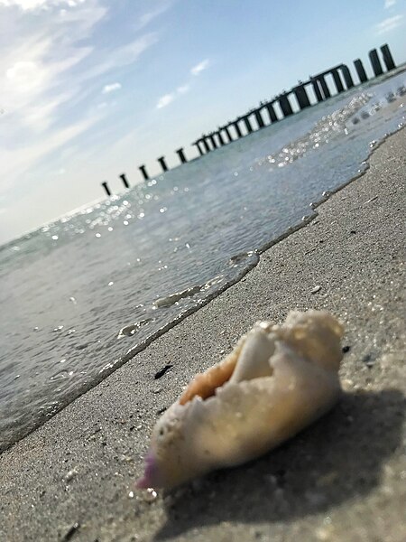 File:Boca Grande Garsparilla island beach.jpg