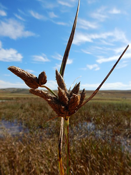 File:Bolboschoenus maritimus - cosmopolitan bulrush - Flickr - Matt Lavin (5).jpg