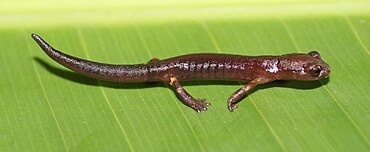 Una Bolitoglossa cataguana encima una hoja,en su hábitat natural.