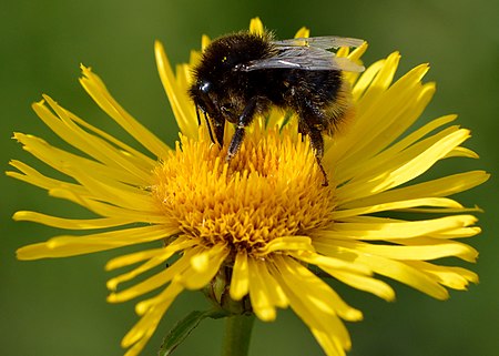 Inula_salicina